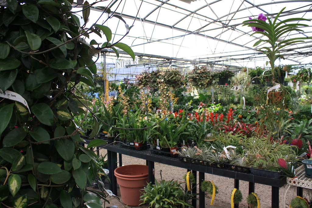 Driftwood Garden Center Naples, Fl Lori Shaffer Flickr