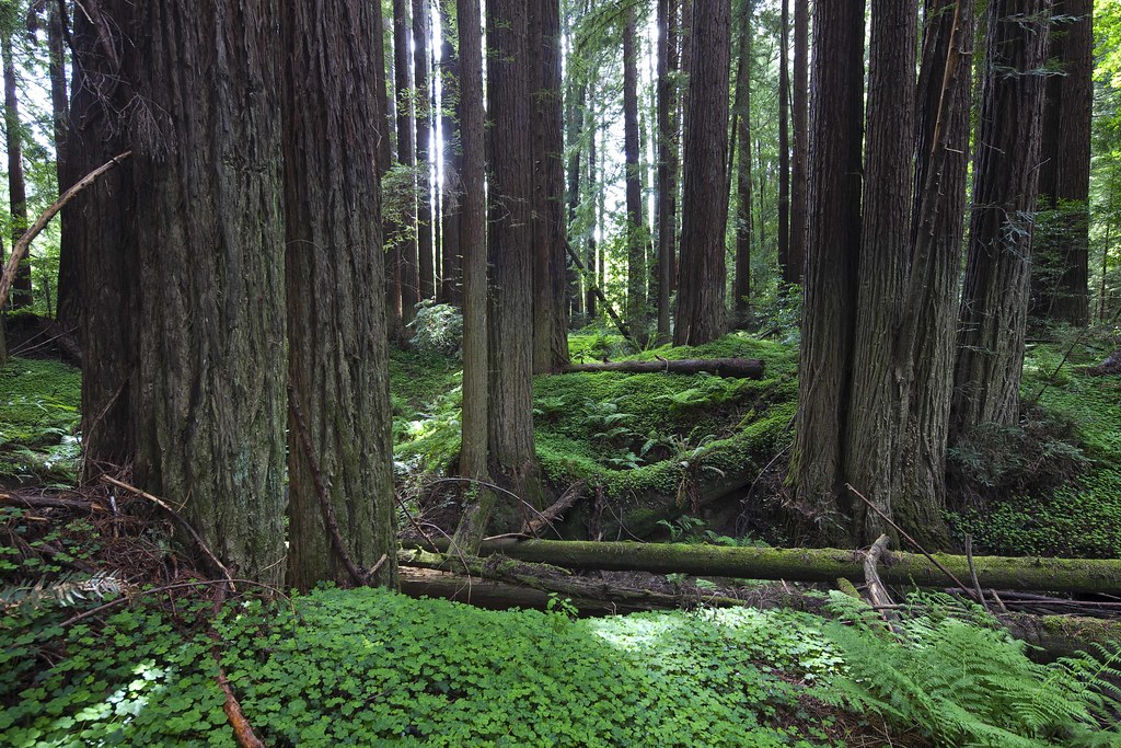 Mendocino Redwoods Take 2 2 Navarro River Redwoods State … Flickr