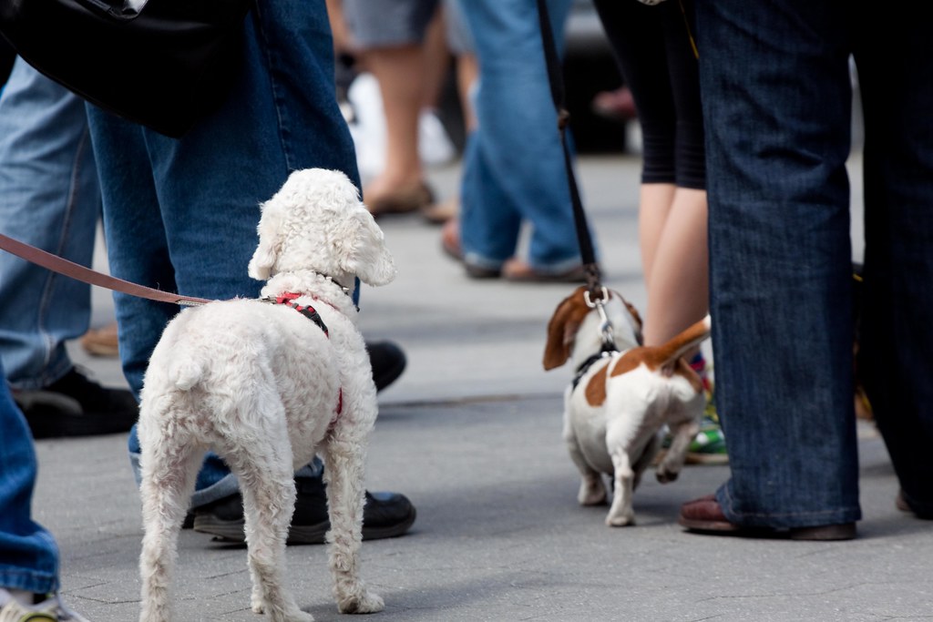 dachshund festival 2023 nyc Spring Dachshund Festival NYC Washington Square 2011 (69 o… Flickr