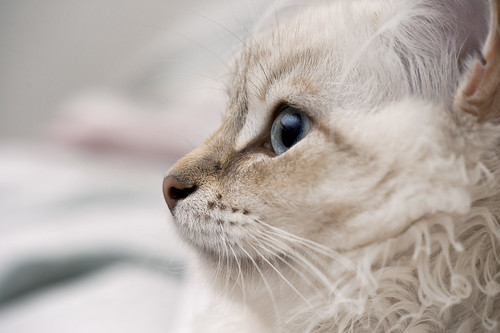 norman crystal sideview our cat norman crystal (6month ol… Flickr