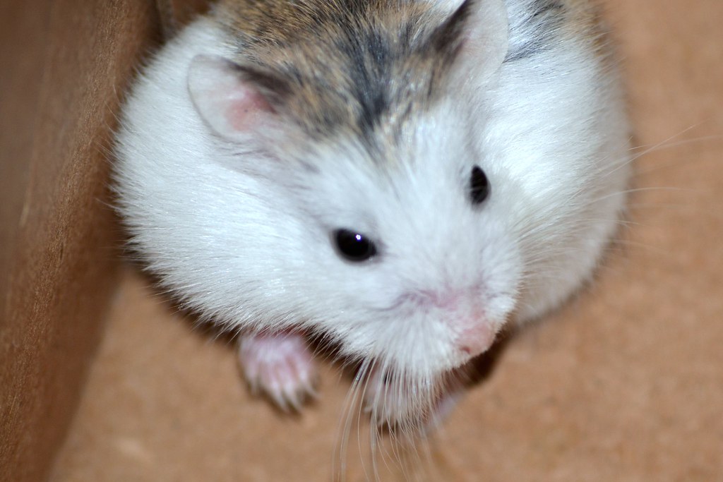 Mottled/Pied Roborovski Hamster | Mari | Flickr