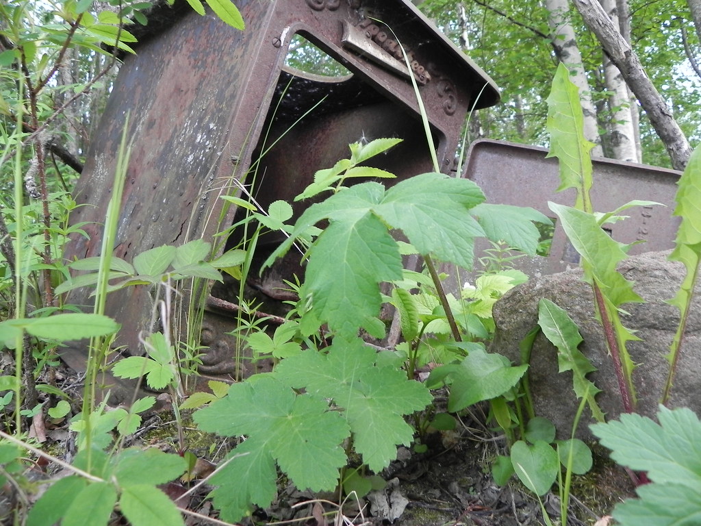 Rusted Stove2 without edits. Photo taken near Ellscott, AB… Z815