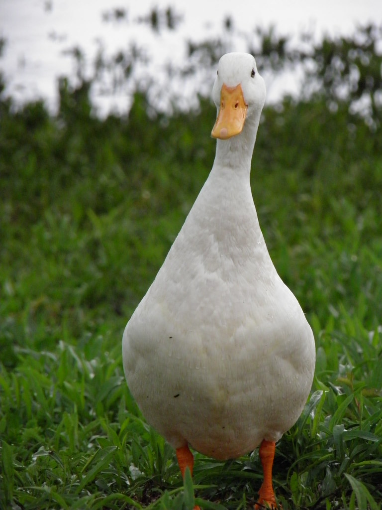 Canadian Geese Chicks This is not a Canadian Goose, it's j… Flickr