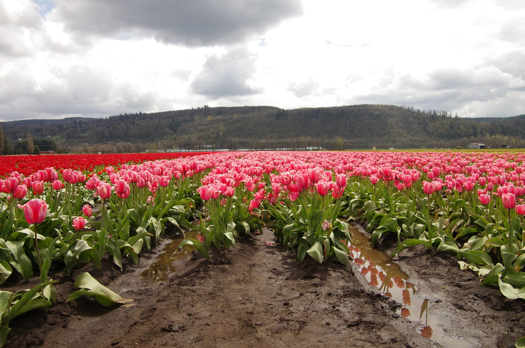 Tulip Bulb Farm Mossyrock, Washington Clay Bedford Flickr