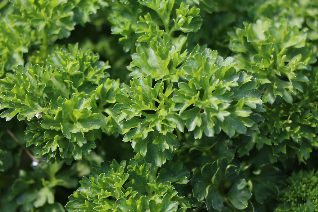 Define Parsley In French at Jason Koeller blog