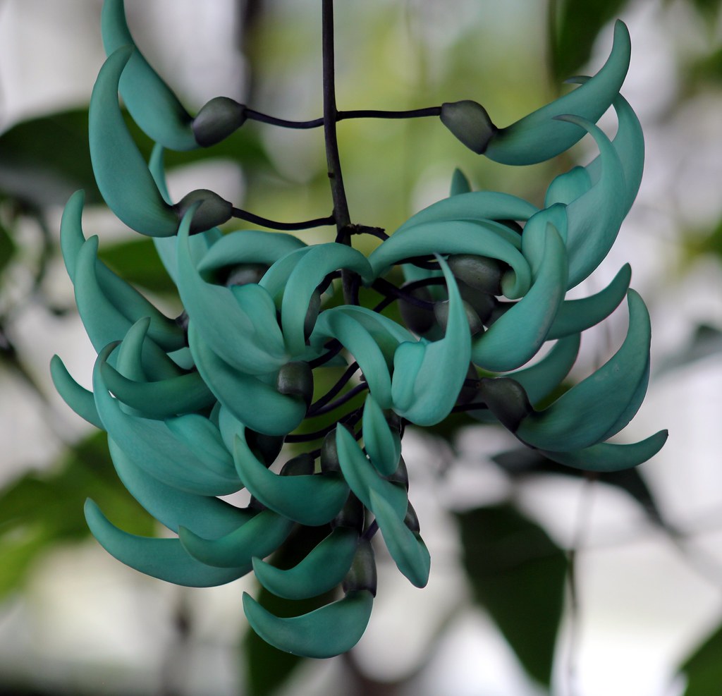 JADE VINE It is a tropical, climbing relative of our garde… Flickr