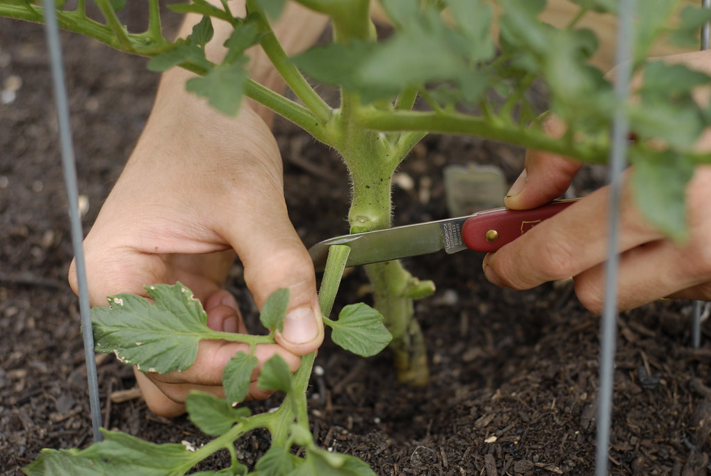 pruning tomato plants pruning over at tend natalie Flickr