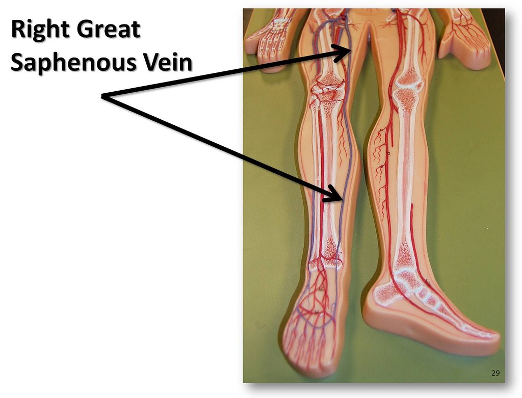 Great Saphenous Vein Anatomy