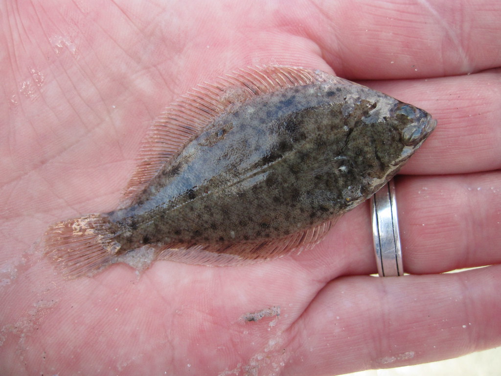 Winter flounder Pseudopleuronectes americanus; Ocean City,… Matt