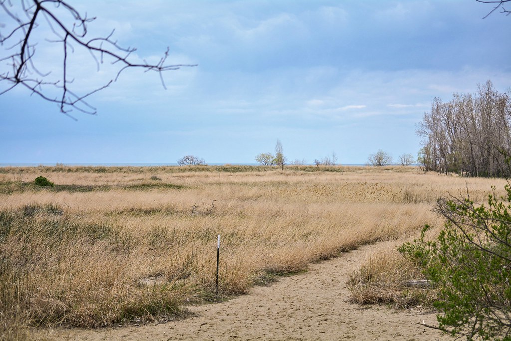 Headlands Dunes Flickr