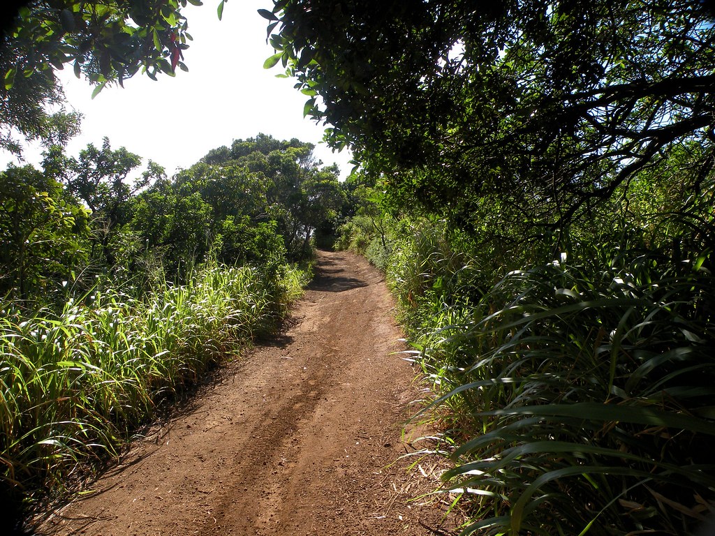 Cane Road to Jaws 5 James Brennan Molokai Hawaii James Brennan Flickr