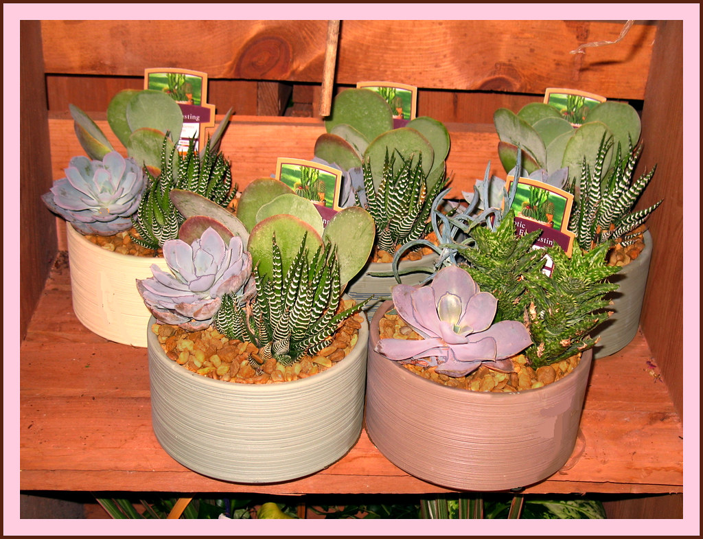 Succulent Gardens Small ceramic pots of succulents at groc… Flickr