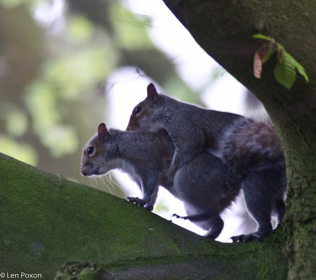 Mating Grey Squirrels Heatherlea Woods, Brinscall, Lancs, … Flickr