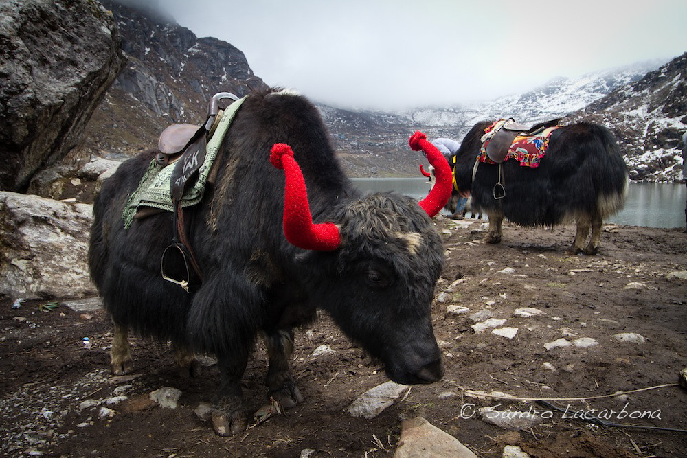 Yaks at the tsomgo lake Des yaks sur le lac Tsomgo Flickr