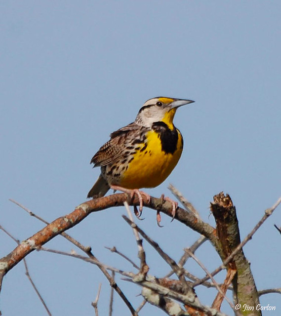Sturnella magna Eastern Meadowlark Texas resident Braz… Flickr