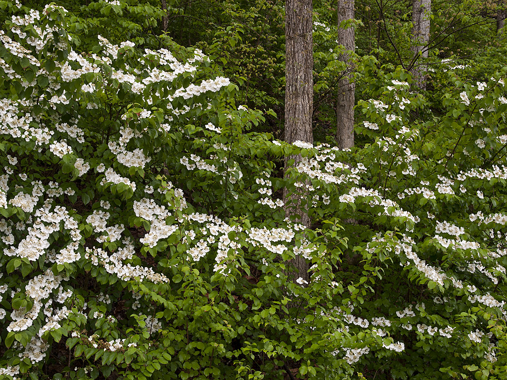 Hobblebush (Viburnum Lantanoides) Hobblebush (Viburnum Lan… Flickr