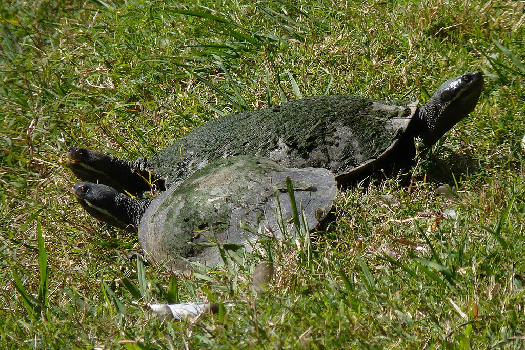 Turtle trio Three Brisbane River turtles sunning themselve… Flickr