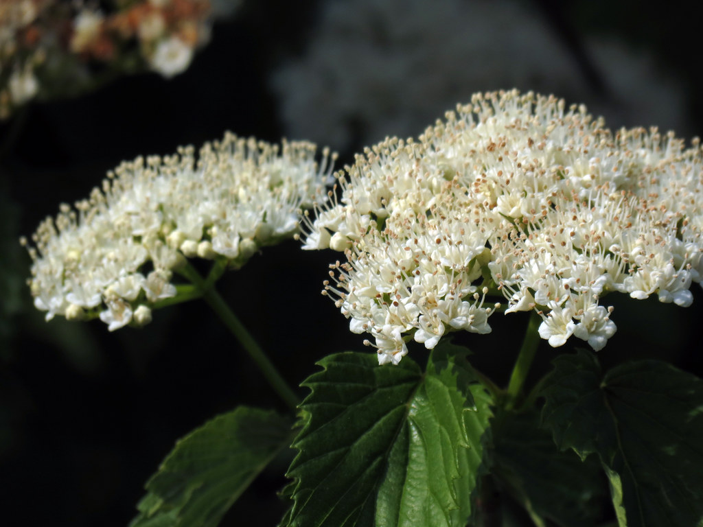 Viburnum dentatum Southern Arrowwood at the Daniel Boone N… Flickr
