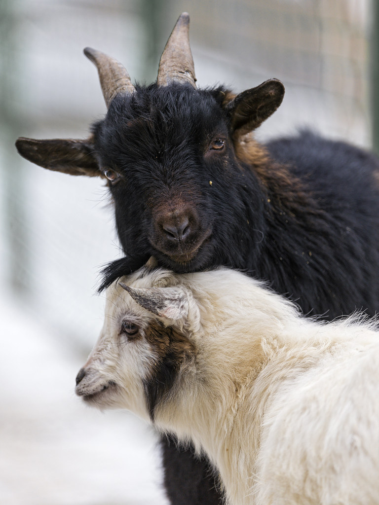Two young goats together Two young black and white goats t… Flickr