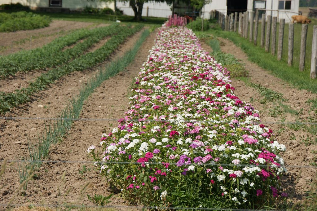 20110618_Flower Power No Mennonite garden is complete wi… Flickr