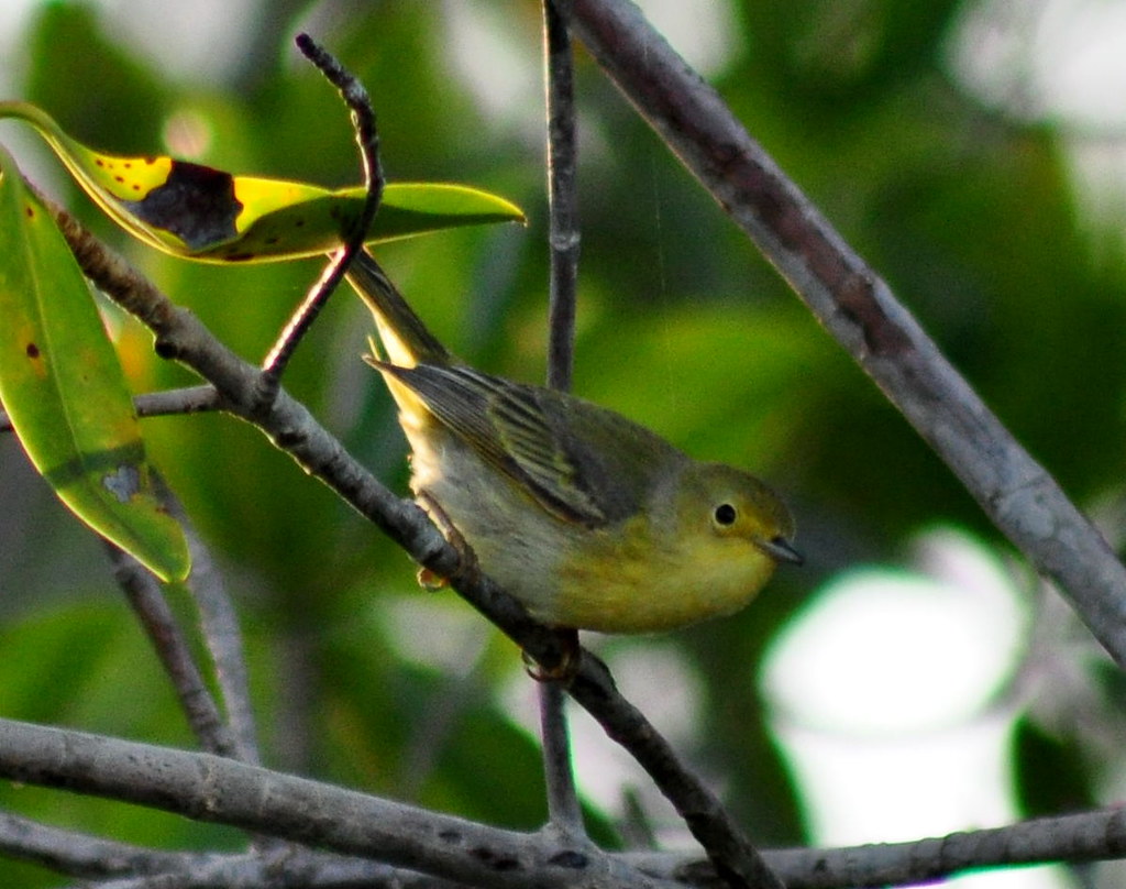 "Golden" Yellow Warbler immature Seen in the mangroves al… Flickr