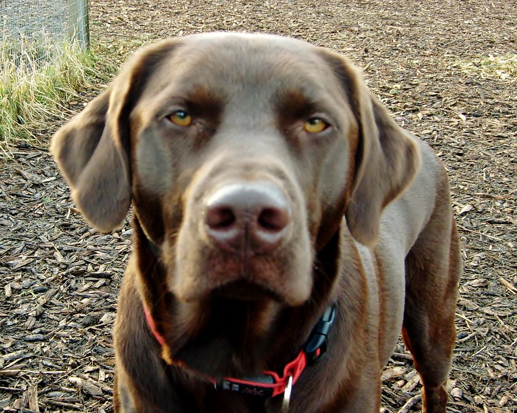 20120127 001 059 Adventure Dog Ranch Flickr