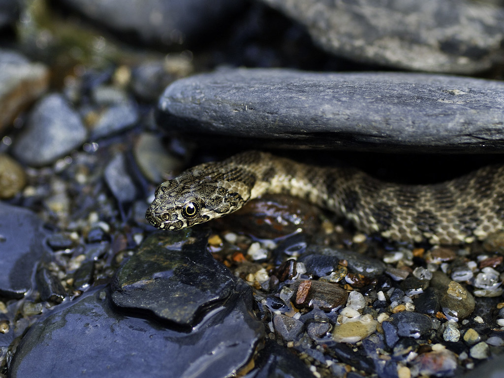 Culebra de rio Pequeña culebra de rio, a la que consegui f… Flickr