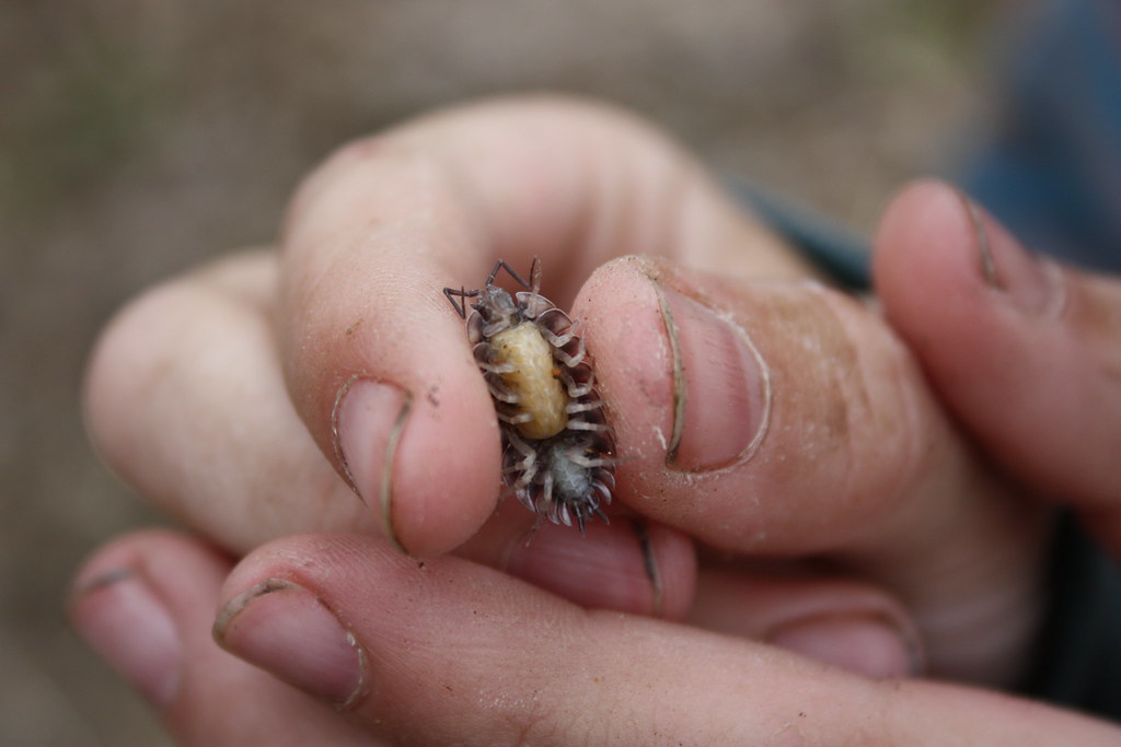 Flat woodlouse with eggs Flat woodlouse. Underside showing… Flickr