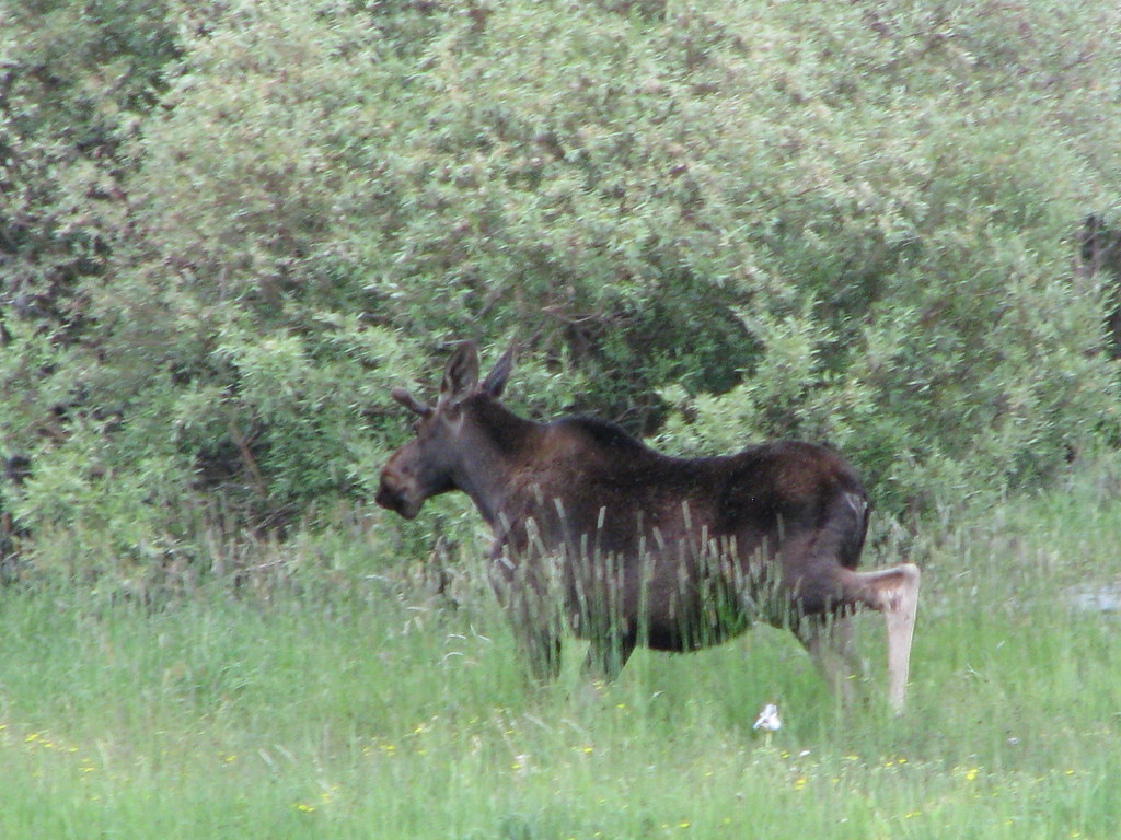 IMG_1742 Moose, Walden, CO Kathy and Dave Biggs Flickr