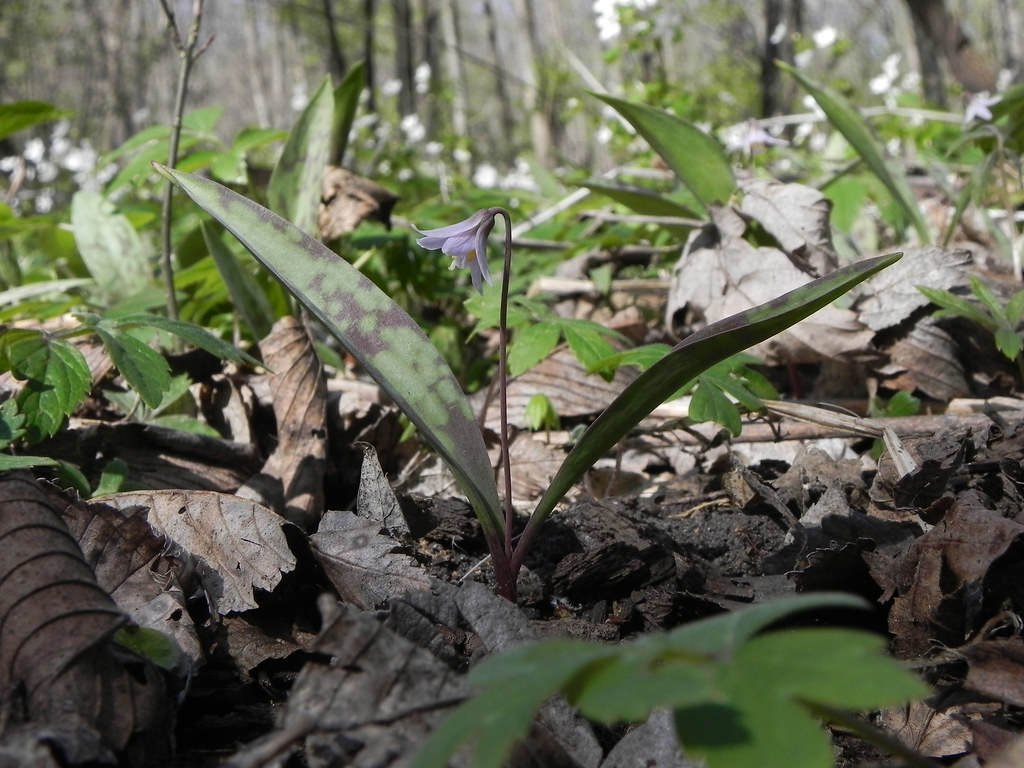 Minnesota Dwarf Trout Lily (Erythronium propullans) Flickr