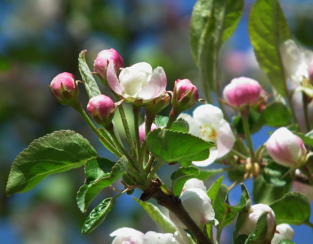 Apple Blossom Time The apple trees are having a good year