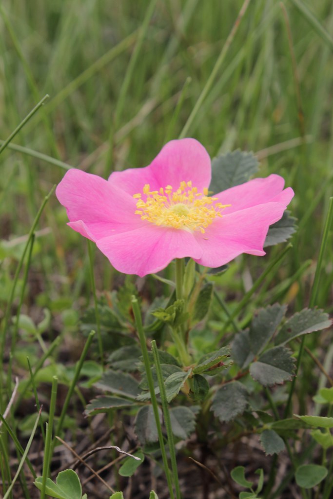 Wild Prairie Rose The wild prairie rose is the state flowe… Flickr