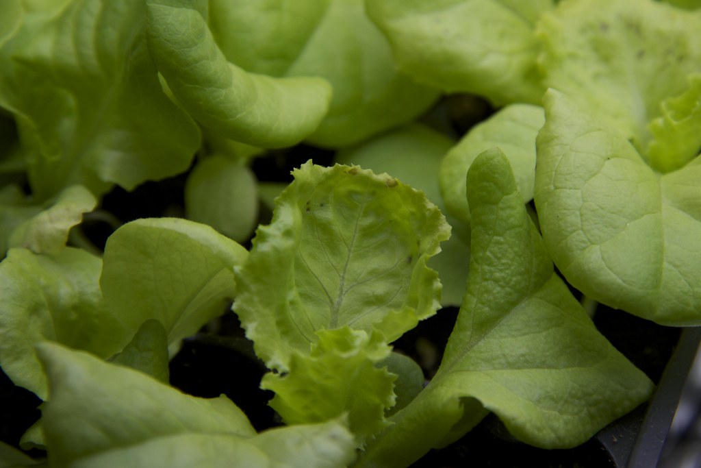 Brown Spots on Lettuce Saplings I noticed these brown spot… Flickr
