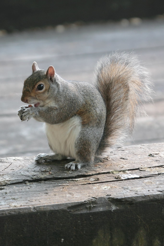 Tame squirrel in St James Park Ian Press Flickr