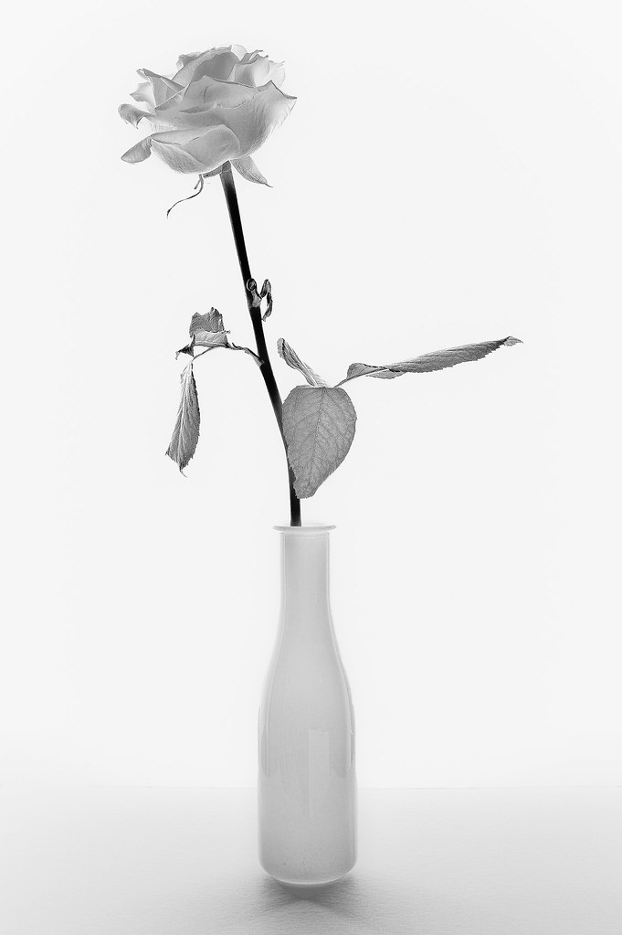 Rose mit Vase HansJoachim Reiter Flickr