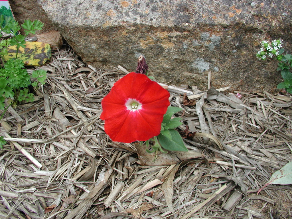 lonely red Petunia in the mulch spelio Flickr