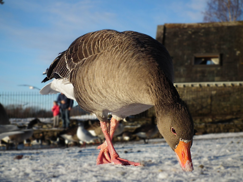 Goose I was so brave today, I'm Quite scared of Geese ha!!… Flickr
