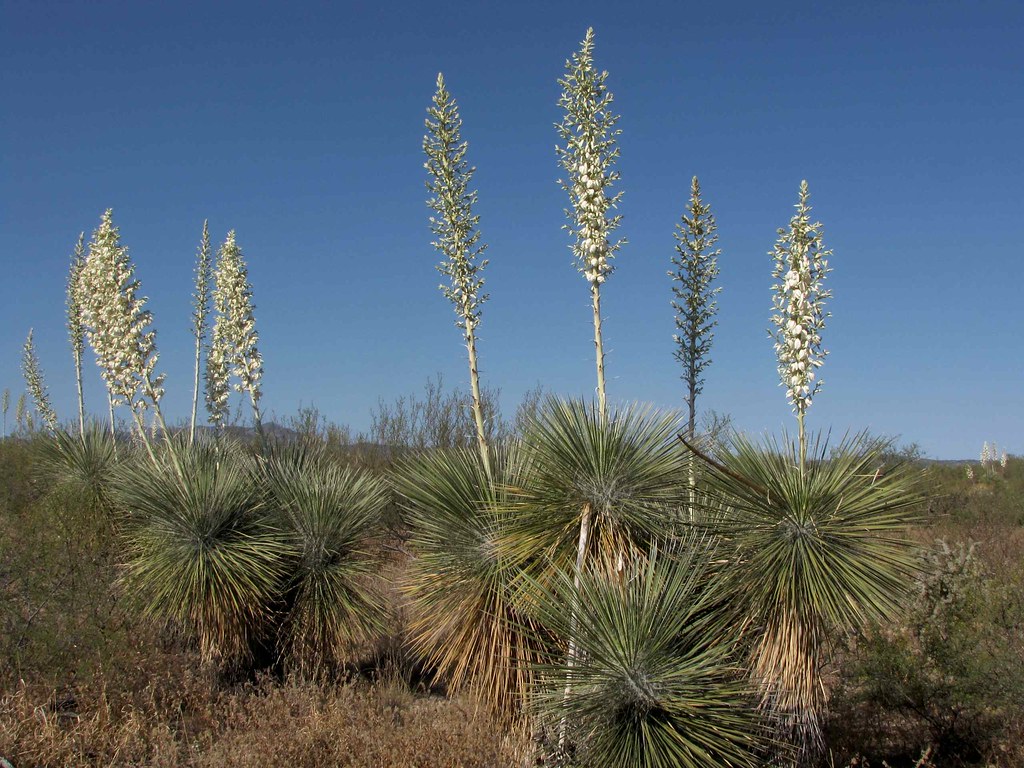 Flowering Soaptree Yucca (Yucca elata); off of b Road, NW of San