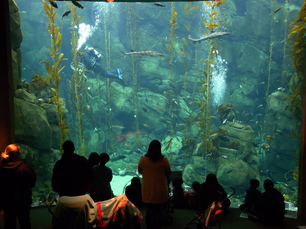 Aquarium at the Museum of Science Los Angeles 212 Flickr