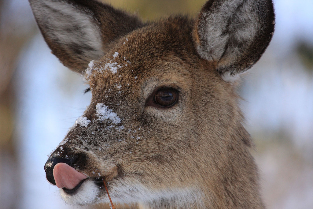 Deer with snow on nose Deer at John Heinz National Wildlif… Flickr