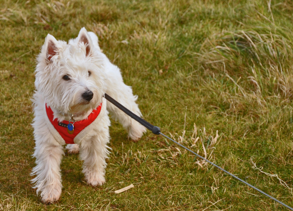 It was bitterly cold, Westies seem not to notice! jamez58 Flickr