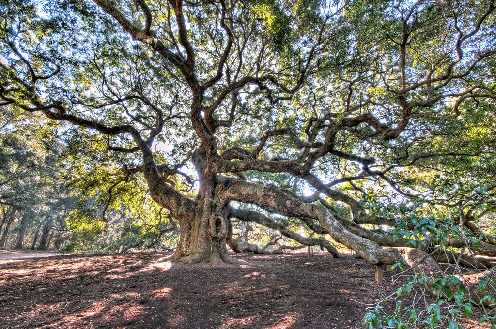 Angel Oak The Angel Oak is a Southern live oak tree locate… Flickr
