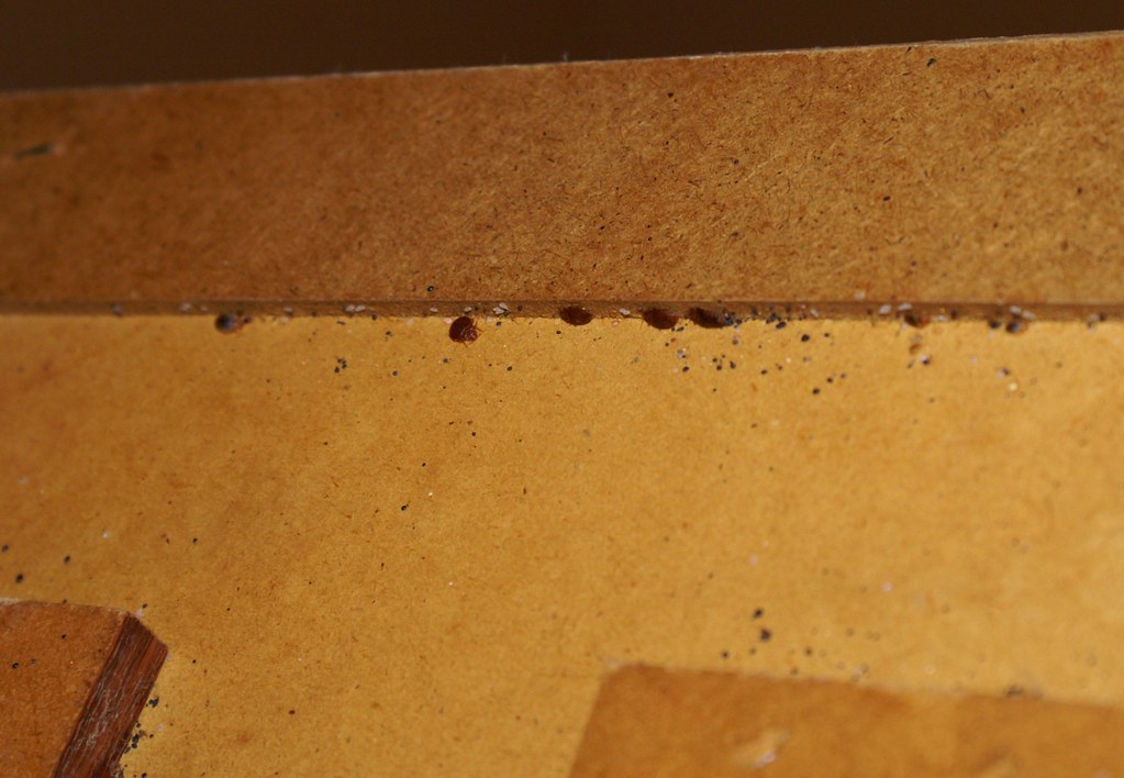 Headboard with bed bugs Bed bug's 3rd favorite place to be… Flickr