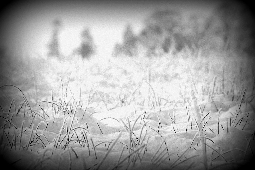 Snowscape Westwood Park, Droitwich, knelt down in the snow… Flickr