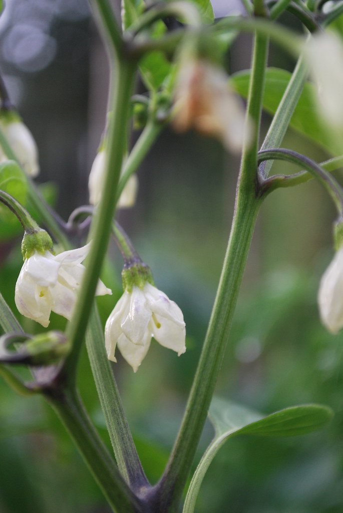 jalapeno pepper blossoms Vanessa Stangil Flickr