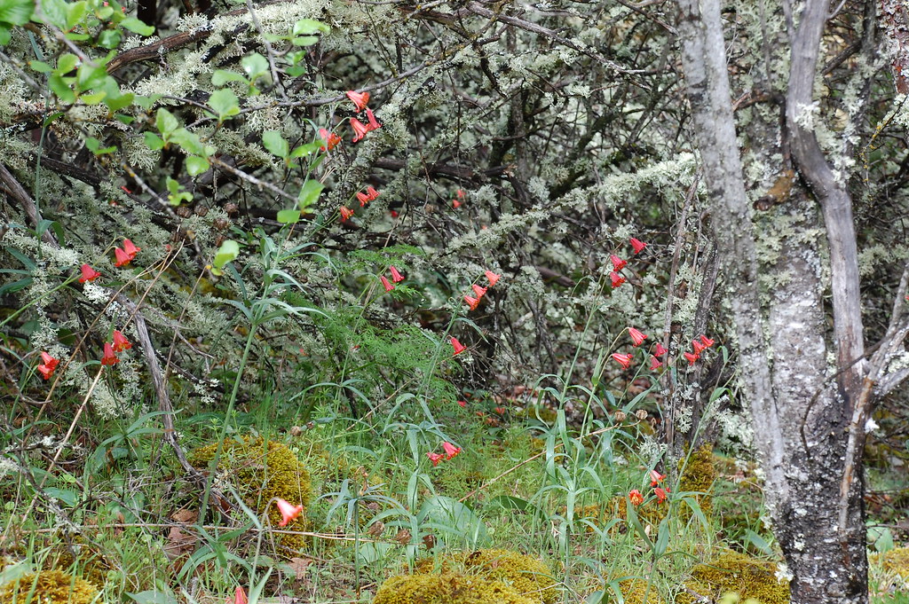 Fritillaria recurva Table Rock, Oregon, they seem to like … Flickr