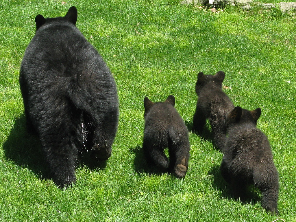 Bears New Jersey (1) AnimalPix Flickr