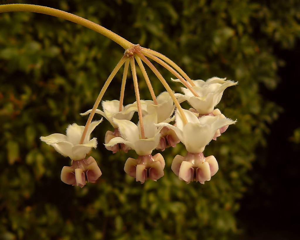 Swan Plant Flowers The Swan Plant is a popular milkweed gr… Flickr