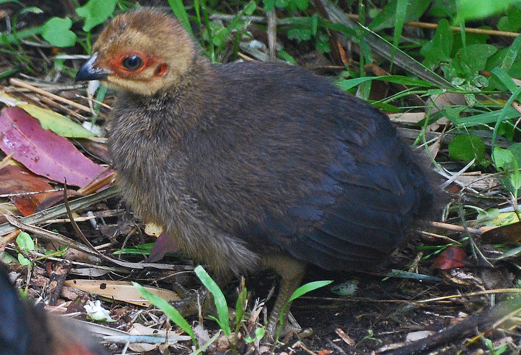 Australian BrushTurkey Chick 1 DSC_2106 Australian Brush … Flickr