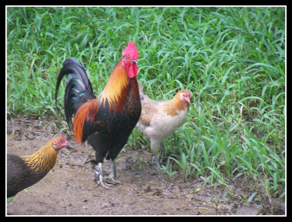 Wild Rooster Wild Chickens are really common in the Hawaii… Flickr